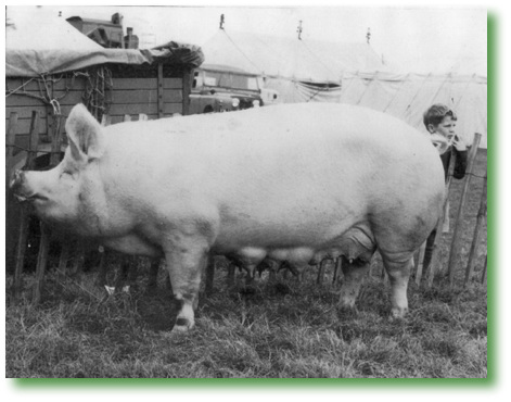 Large White - Royal Catalina
1961